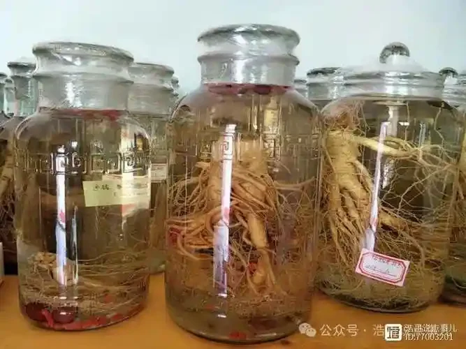 园参泡酒比例示例图：玻璃罐内浸泡的园参酒，旁边摆放着原料与工具。_1