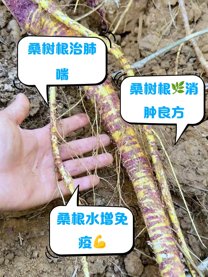 桑树根切片浸泡在金黄色酒液中的特写，展示家庭自制养生药酒的过程。_1