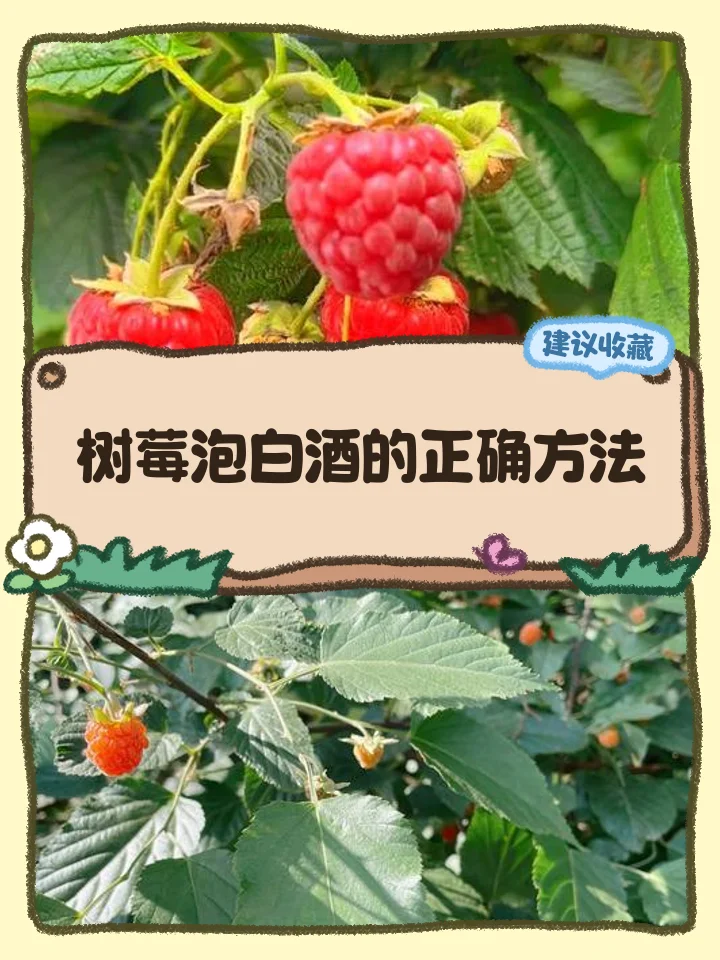 手工酿造构树泡酒过程展示：玻璃罐中浸泡的新鲜构树果实_1