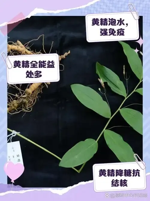 鸡头黄精泡酒成品特写：玻璃罐中琥珀色酒液与黄精药材清晰可见_1