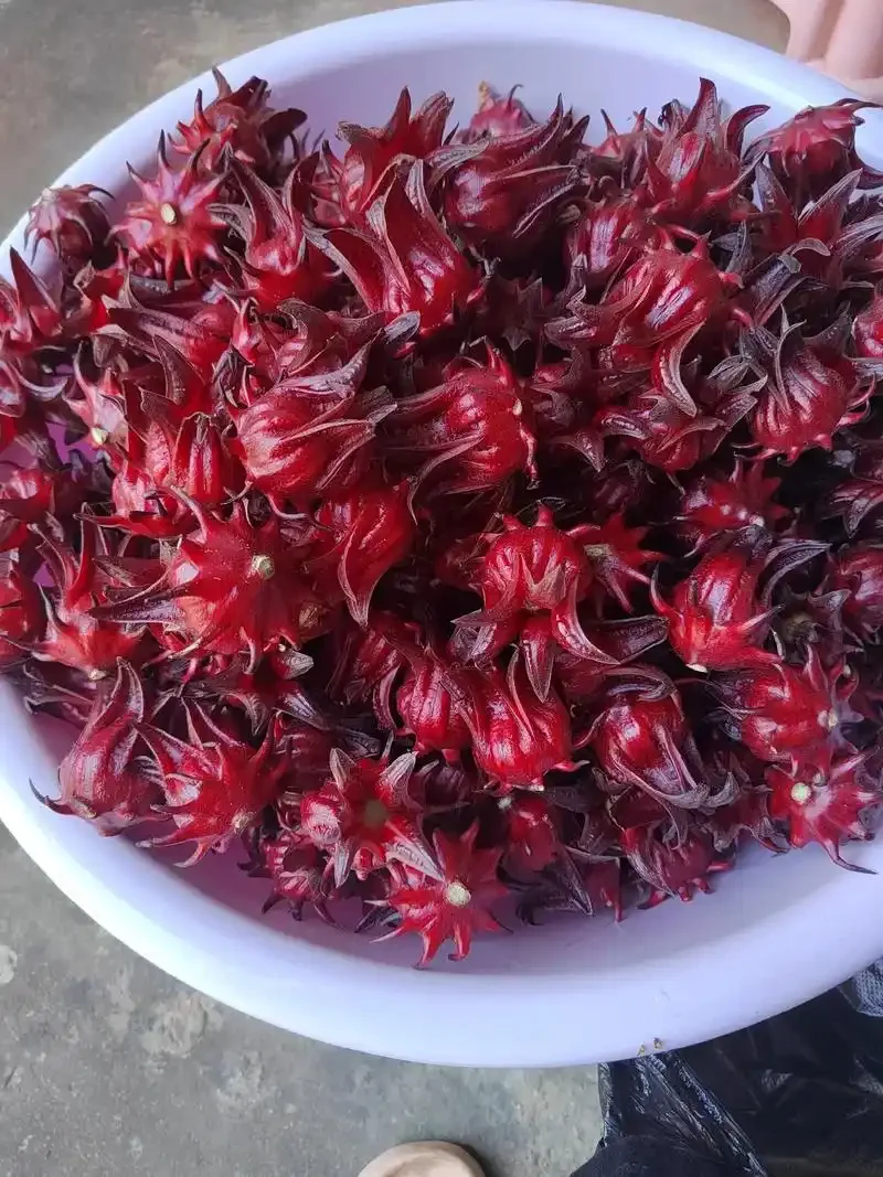 正在浸泡中的红桃K果酒特写，玻璃罐中洛神花与冰糖清晰可见，展示家庭酿酒过程_1