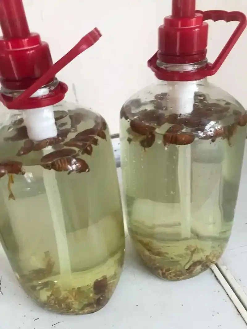 金蝉花与虫草在玻璃罐中泡酒的特写照片，展示正确的药材形态与酒体颜色_1