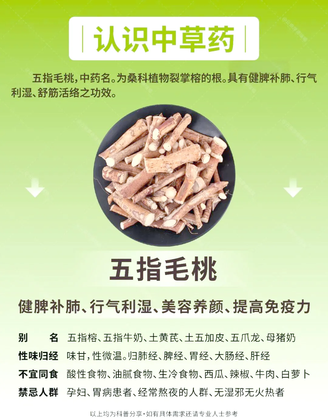 一个装着金黄色七指毛桃泡酒的透明玻璃瓶特写，瓶内有药材切片，背景是温馨的木桌_1