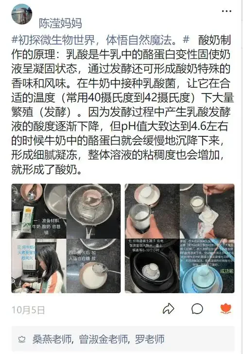 蒸好的晶莹糯米与安琪甜酒曲准备混合，展示自制米酒的第一步关键操作_1