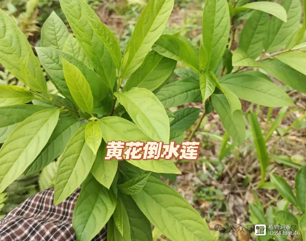 黄花倒水莲泡酒成品特写：透明酒坛中金黄色药材清晰可见，酒体呈琥珀色，旁边散落着原料与配方纸。_1