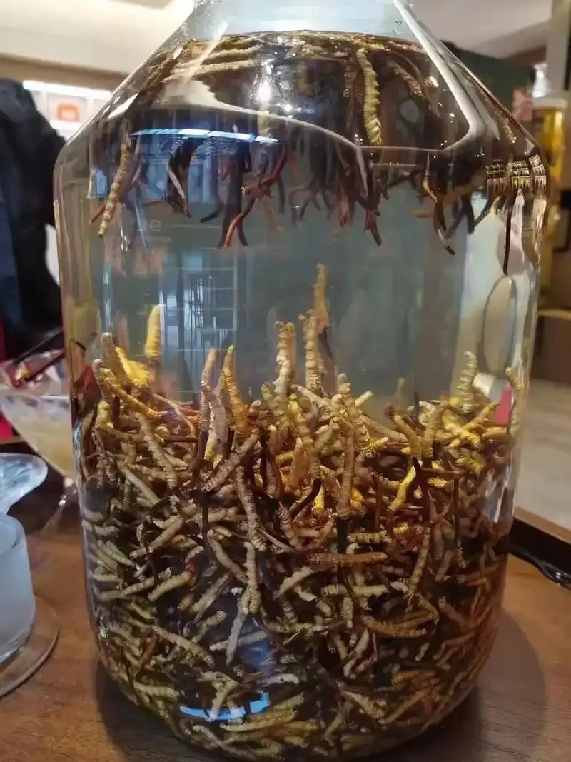 真假冬虫夏草酒对比图：左边是低劣产品，右边是高品质虫草酒，清晰可见酒体与虫草形态_1