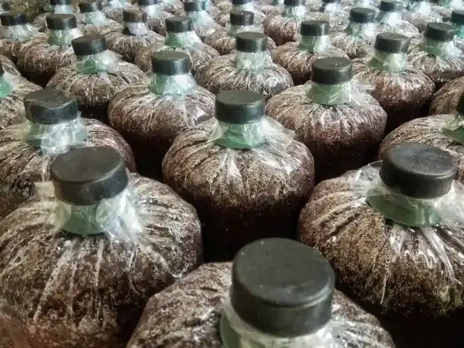 木质酒架上陈列的浓香型白酒，在暖光下显得醇厚而有年代感_1