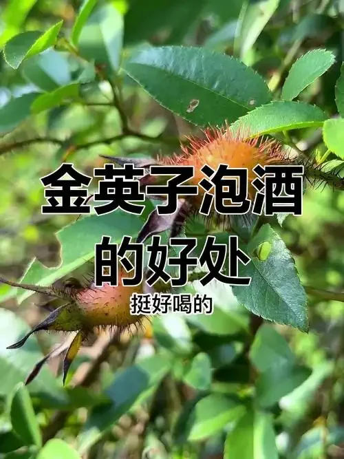 金樱子泡酒实物展示：透明酒坛中浸泡着暗红色金樱子与琥珀色酒液，旁有配方笺和原料。_1