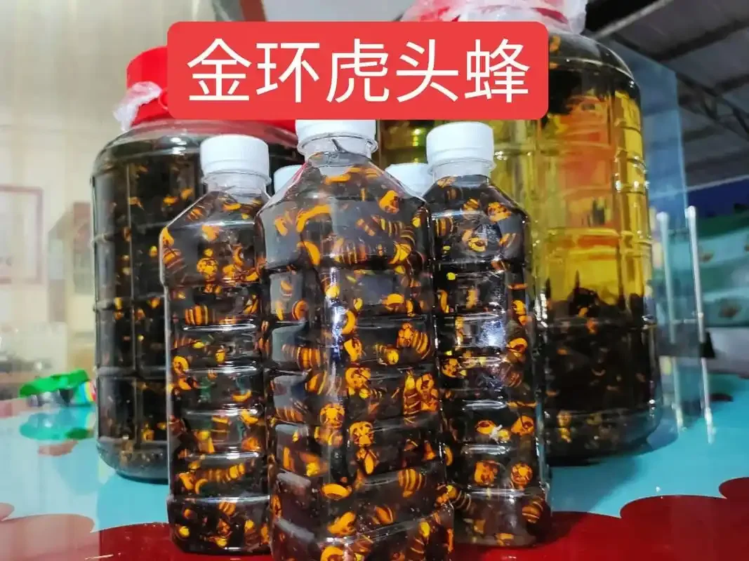 金环胡蜂泡酒成品展示：透明玻璃罐中的琥珀色酒液与金环胡蜂_1