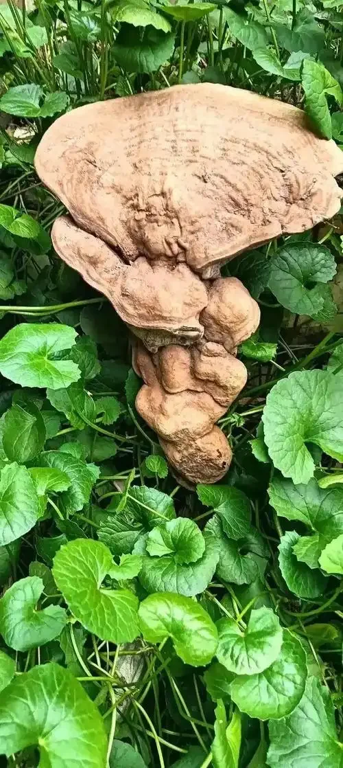 至宝灵芝酒与黄芪、灵芝等原料的特写，展示传统药酒的酿造材料。_1