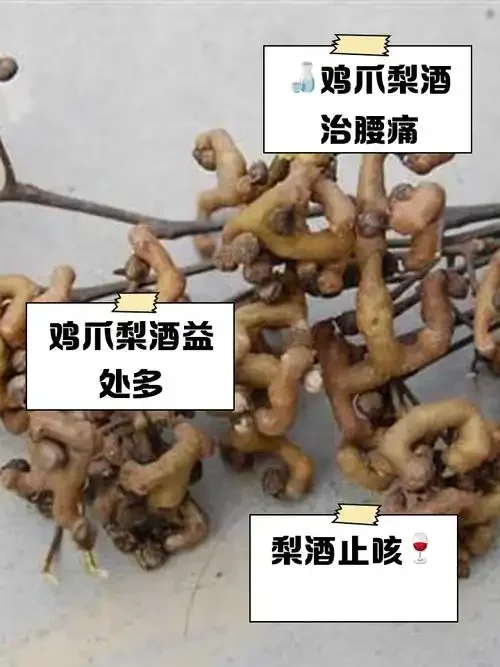 自制糖梨泡酒特写，瓶中金黄色梨片与琥珀色酒液清晰可见，旁边摆放着新鲜糖梨和制作工具_1