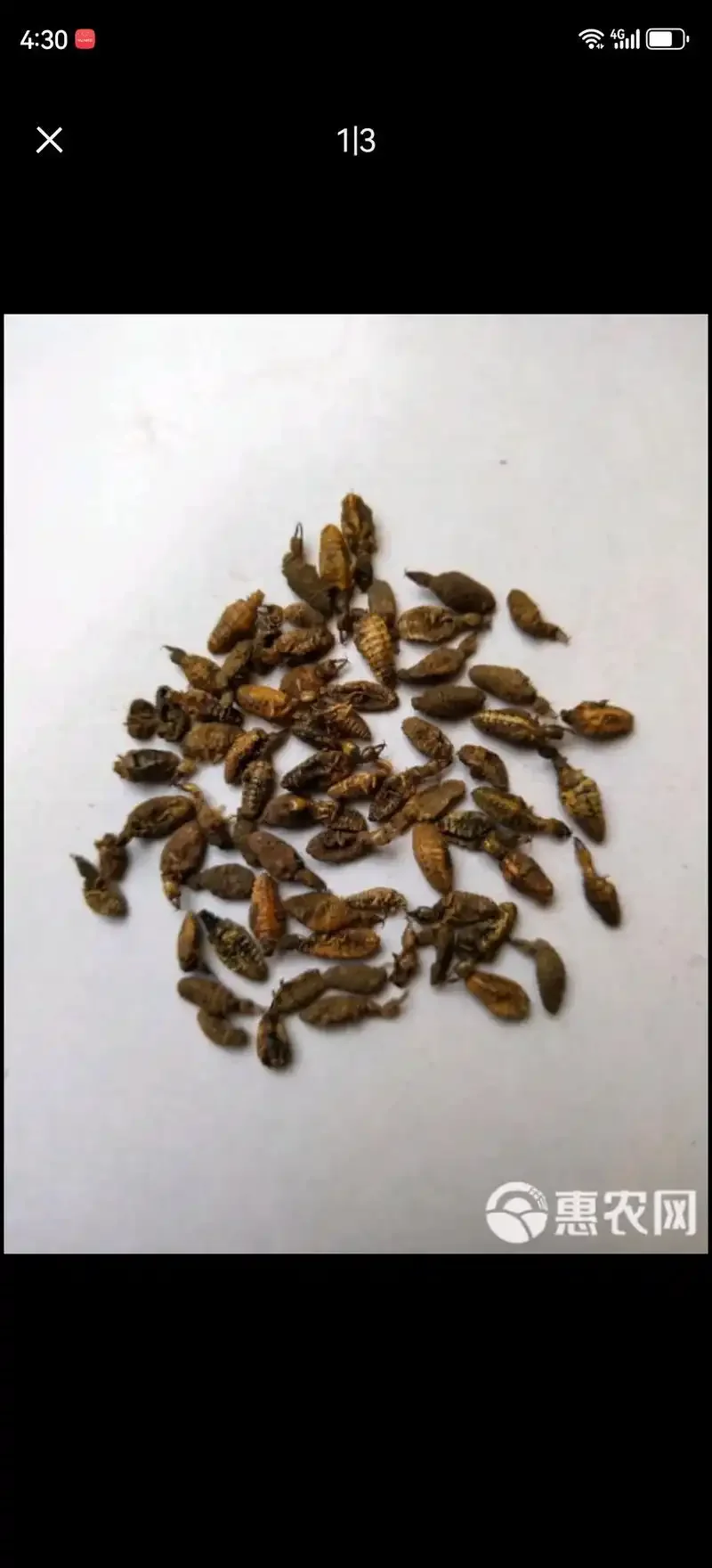 地牯牛泡酒实物展示：透明泡酒罐中浸泡着地牯牛药材，酒液呈琥珀色，旁边散落着地牯牛干品。_1