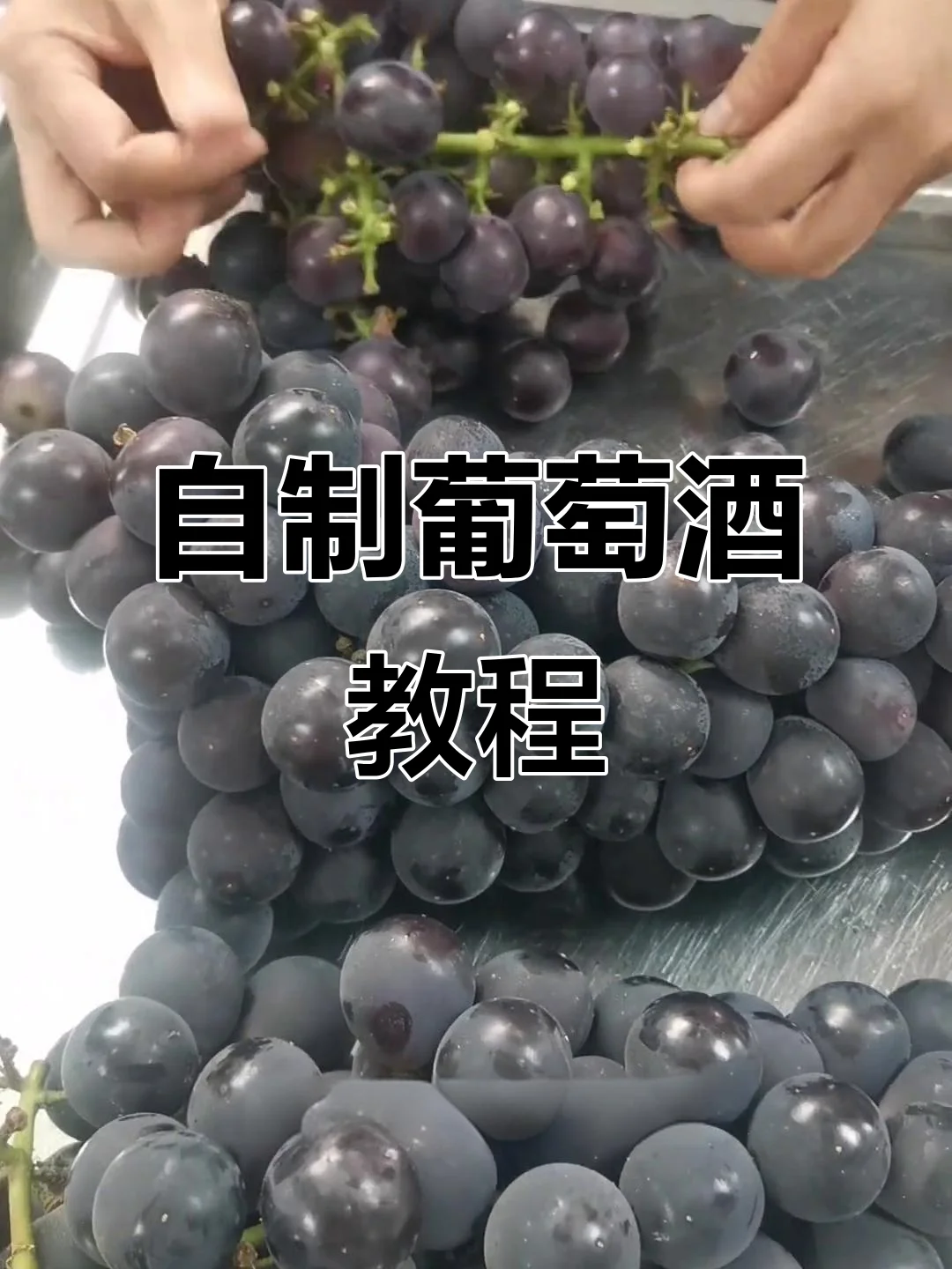 家庭自酿葡萄酒发酵过程实拍：玻璃罐中紫色葡萄汁正在发酵，旁边是新鲜葡萄和酿酒工具_1