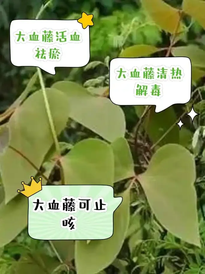 大血藤泡酒制作过程展示：透明玻璃罐中的酒液与药材_1