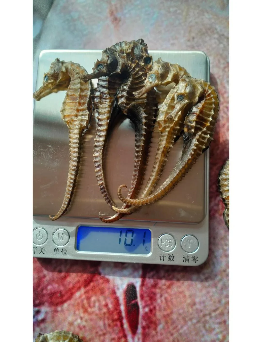 海马海龙泡酒成品展示，透明玻璃瓶中琥珀色酒液与药材清晰可见，旁边摆放着海马、海龙、红枣、黄芪、枸杞等原料。_1