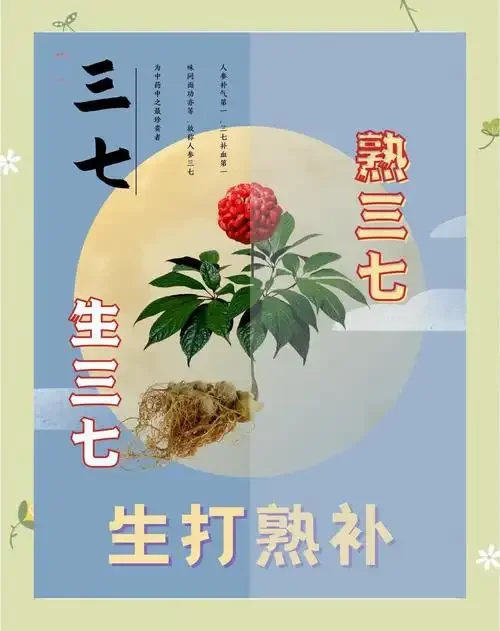 酿酒师正在将优质三七根放入透明玻璃酒坛中泡制三七酒_1