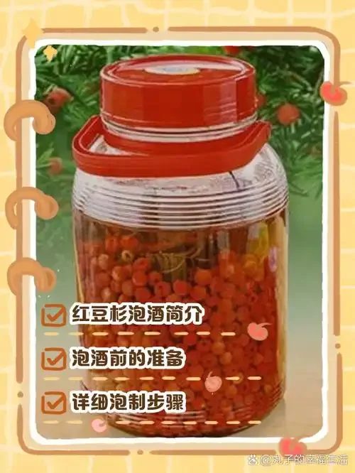红豆杉果泡酒正确方法示意图：透明玻璃罐中浸泡的红豆杉果与纯净酒液，展示安全专业的家庭酿造场景。_1