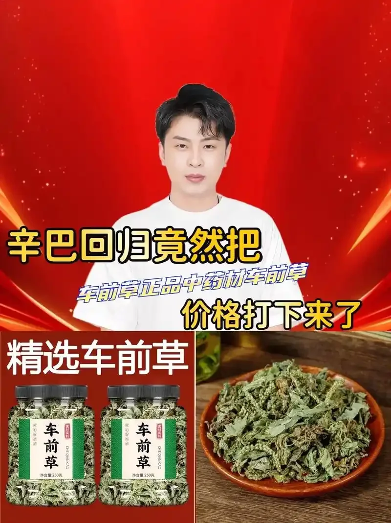 自制车前草泡酒成品特写，展示玻璃罐中淡黄绿色的酒液与新鲜车前草、枸杞、冰糖的搭配。_1