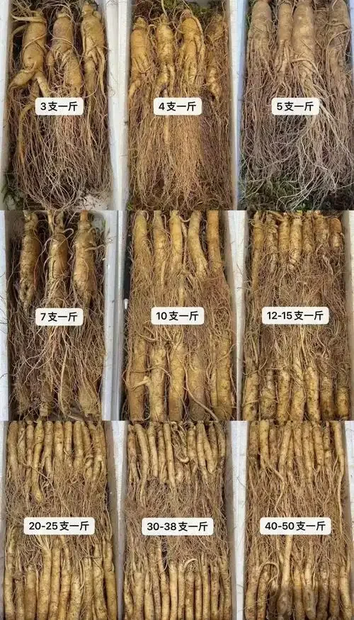 一斤新鲜人参泡在透明玻璃酒罐中的特写，酒液呈琥珀色，人参根须清晰可见，搭配枸杞和红枣。_1