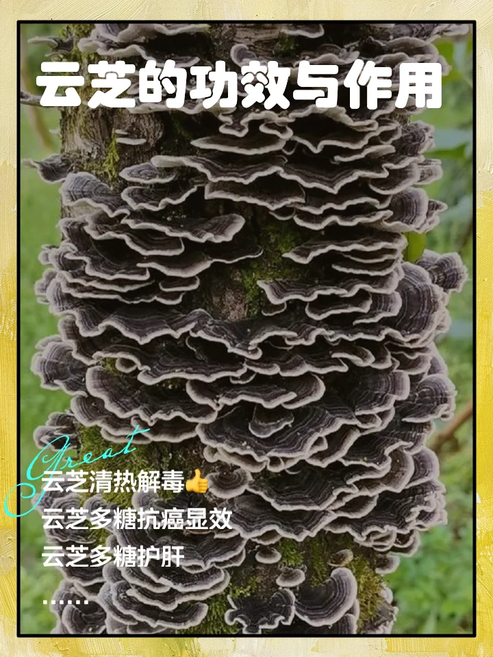 家庭自制云芝泡酒：透明玻璃酒坛中云芝与枸杞在琥珀色酒液中清晰可见_1