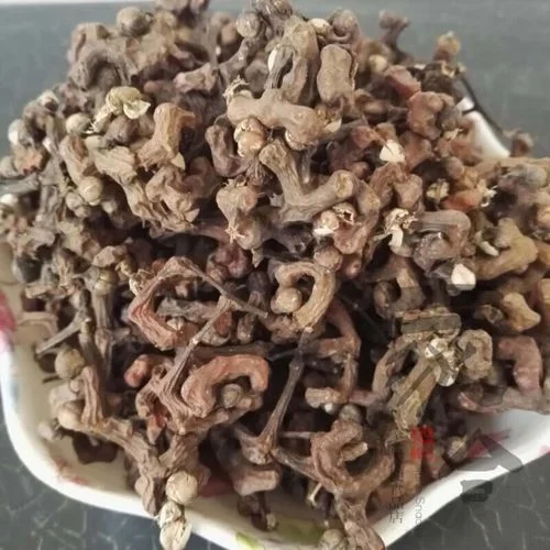 酿酒师正在往玻璃发酵罐中投放新鲜拐枣，准备开始家庭酿酒_1