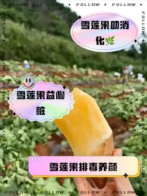 家庭自制天山雪莲酒材料展示：透明玻璃罐中浸泡着雪莲和枸杞，旁边散落着干燥雪莲、枸杞、白酒和电子秤。_1