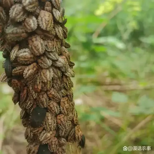 九香虫泡酒制作材料与成品展示：广口玻璃罐中的琥珀色药酒、干燥九香虫、枸杞和小秤。_1