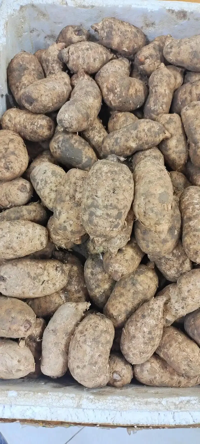 新鲜天麻切片与枸杞、人参一同浸泡在透明玻璃酒坛中，坛边放着一杯琥珀色的天麻酒，展示天麻泡酒的成品状态。_1