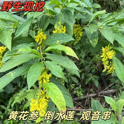 一个装有远志切片和白酒的玻璃泡酒罐，旁边放着电子秤和未开封的酒瓶，展示远志泡酒的精准用料比例。_1