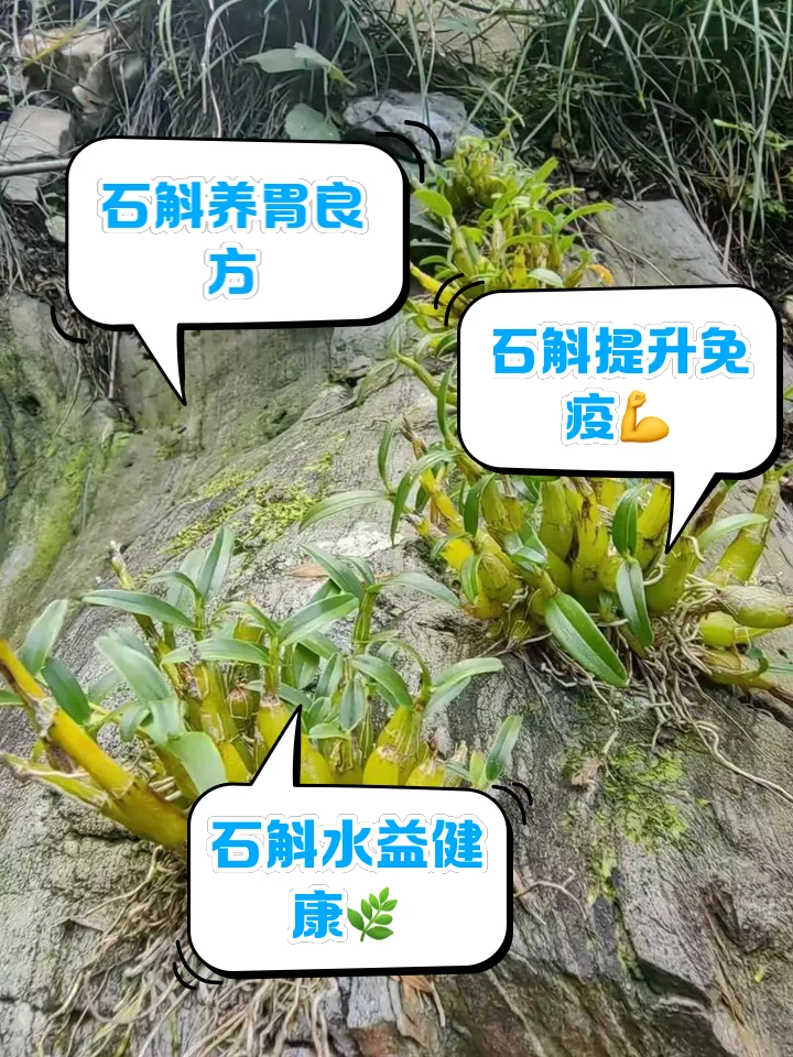 传统酿酒作坊中，透明玻璃酒坛内浸泡着金黄色石斛酒的特写，石斛条与枸杞清晰可见。_1
