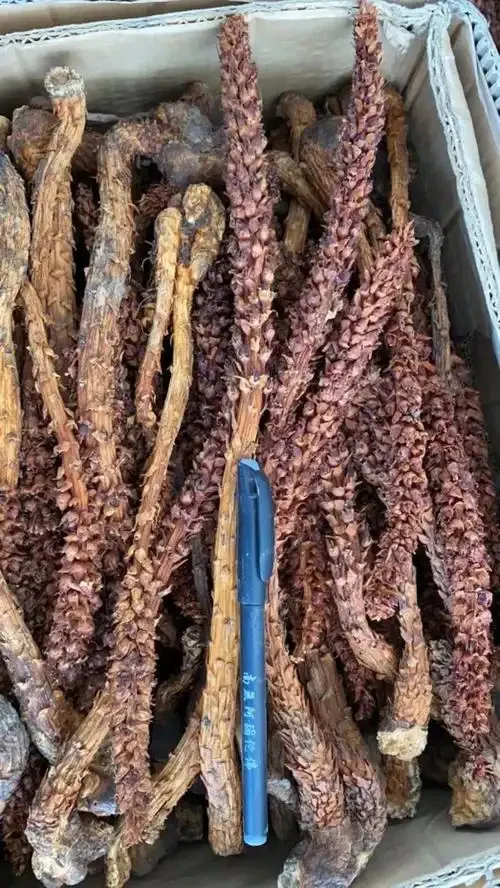 草苁蓉泡酒成品展示：透明玻璃罐中草苁蓉在白酒中清晰可见，色泽自然。_1