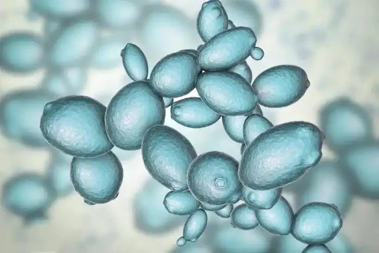 白酒窖池微生物生态系统艺术插画，展示酵母菌、霉菌、己酸菌等微生物在酿造过程中的活跃状态_1