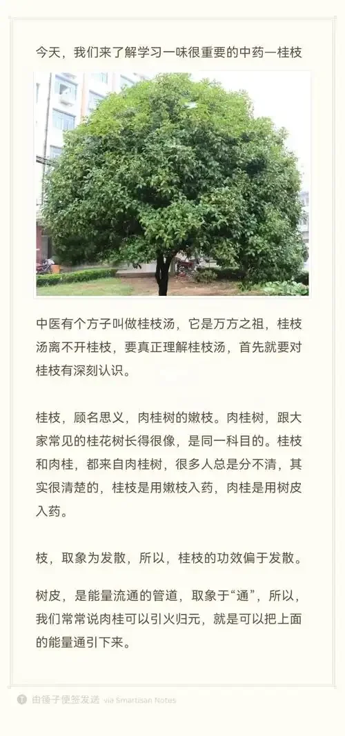浸泡着桂枝和枸杞的家庭自制药酒特写，展示传统养生酒的制作过程。_1