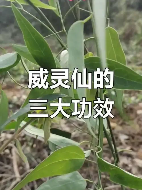 威灵仙药酒浸泡在透明玻璃罐中，琥珀色的酒液与根茎清晰可见，旁边放置着干燥的威灵仙和称量工具。_1