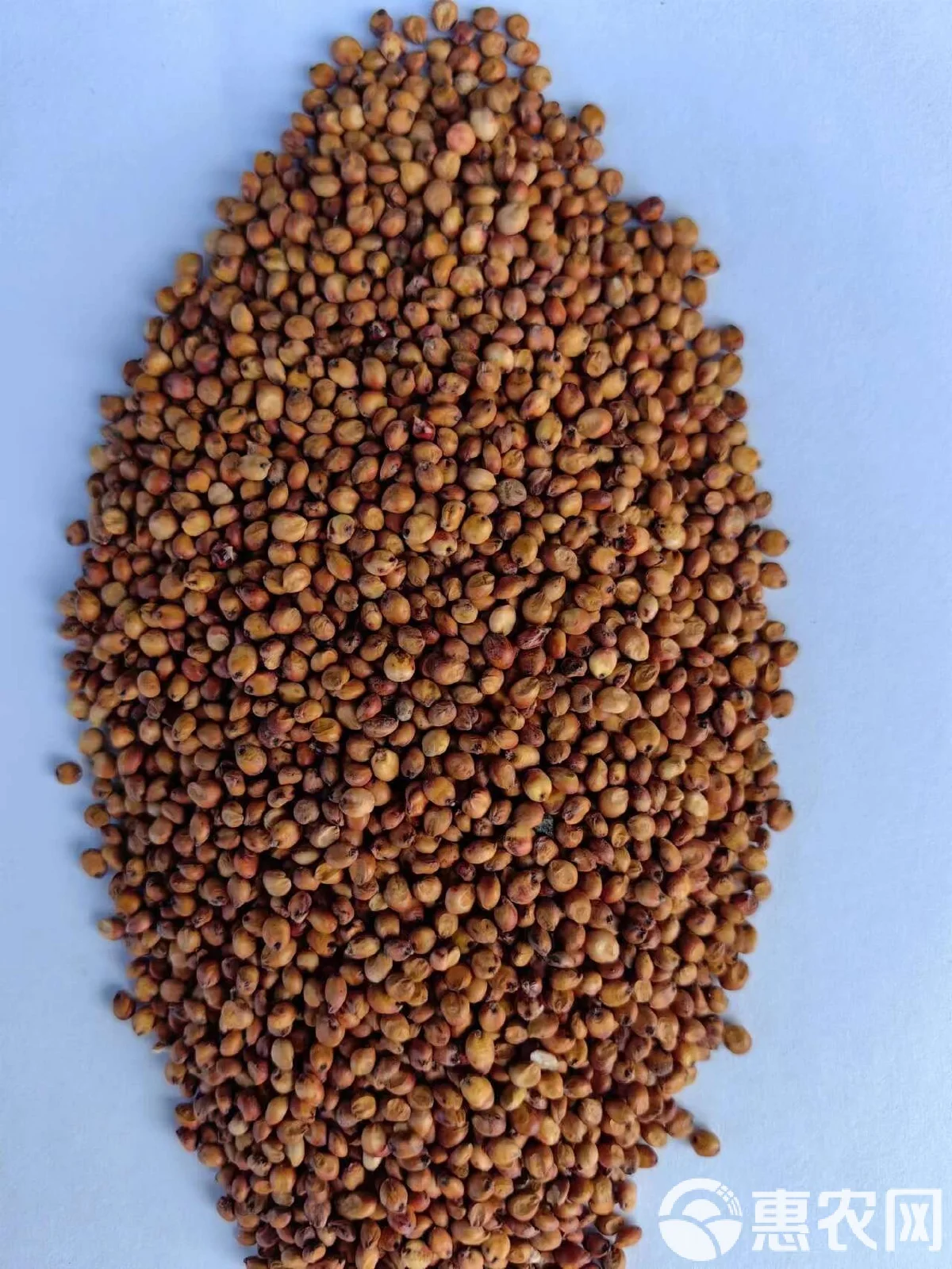 酿酒师正在仔细检查批发的糯高粱原料，评估其饱满度和色泽_1