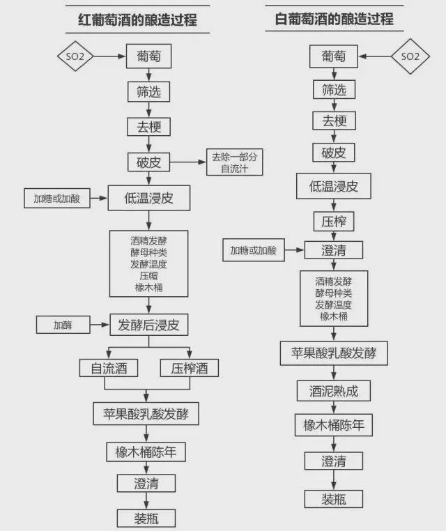 家庭自酿葡萄酒发酵场景：透明玻璃罐中的葡萄汁正在发酵，旁边放着新鲜葡萄和酿酒工具。_1