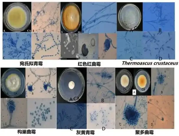 微距拍摄的酒曲微生物菌丝特写，旁边是酿造出的白酒与陶缸，展示酿酒微生物的微观世界。_1