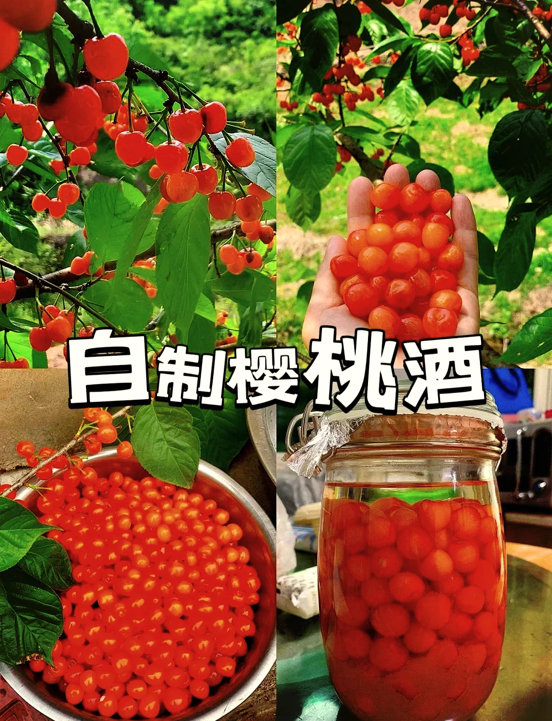 一瓶刚酿好的樱桃酒与新鲜樱桃、玻璃罐摆放在木桌上，展示家庭酿酒场景_1