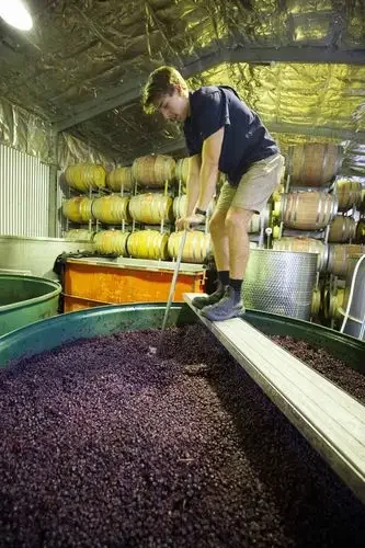 葡萄酒酿造过程：透明发酵罐中的紫色葡萄汁正在发酵，旁边有新鲜葡萄串和破碎设备_1