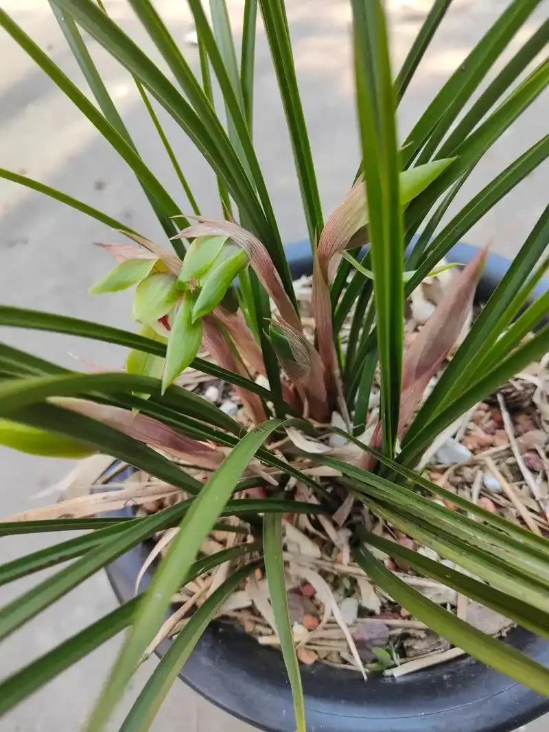 一瓶浸泡黄桷兰花的自制养生酒，花朵在酒中清晰可见，旁边散落着新鲜花朵。_1