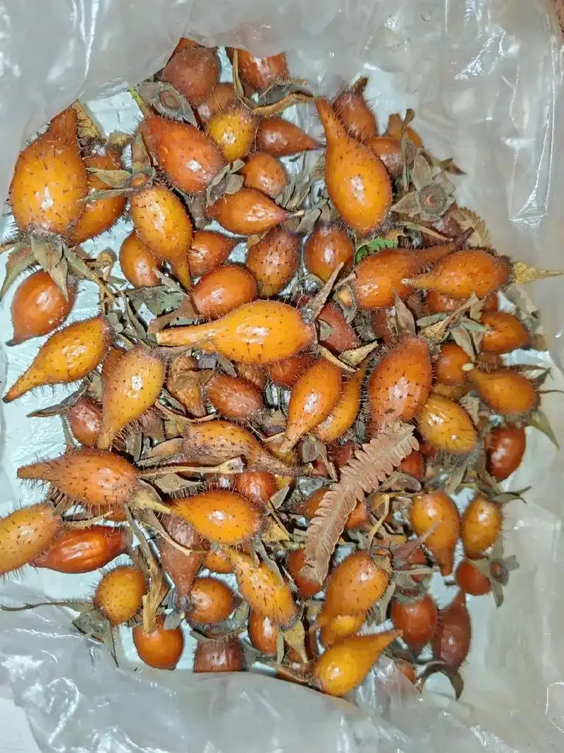 金樱子根泡酒成品特写，琥珀色酒液中清晰可见金樱子根，背景古朴专业。_1