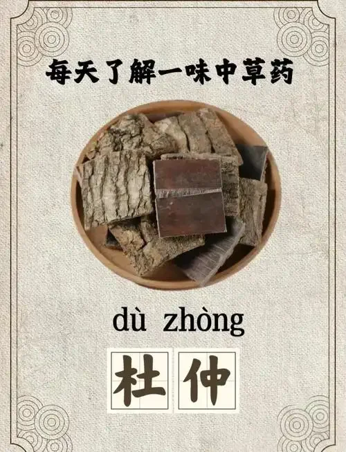 杜仲片和木瓜干浸泡在透明玻璃罐清香型白酒中的特写照片，展示家庭泡制养生酒的原料与状态_1