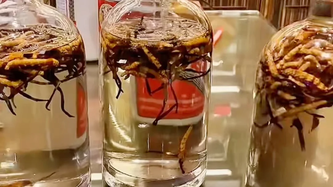 冬虫夏草泡酒成品展示：透明玻璃瓶中金黄色酒液浸泡着完整的冬虫夏草和红枸杞。_1