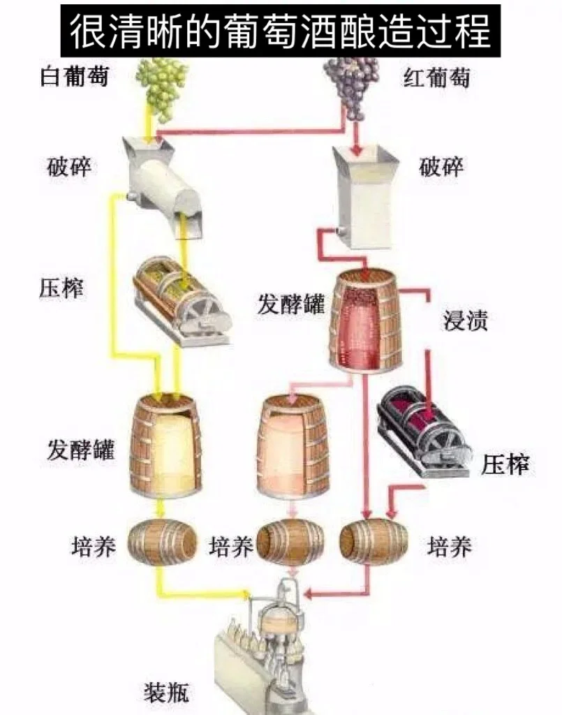 家庭葡萄酒制作过程核心步骤展示：发酵瓶、新鲜葡萄及相关工具_1