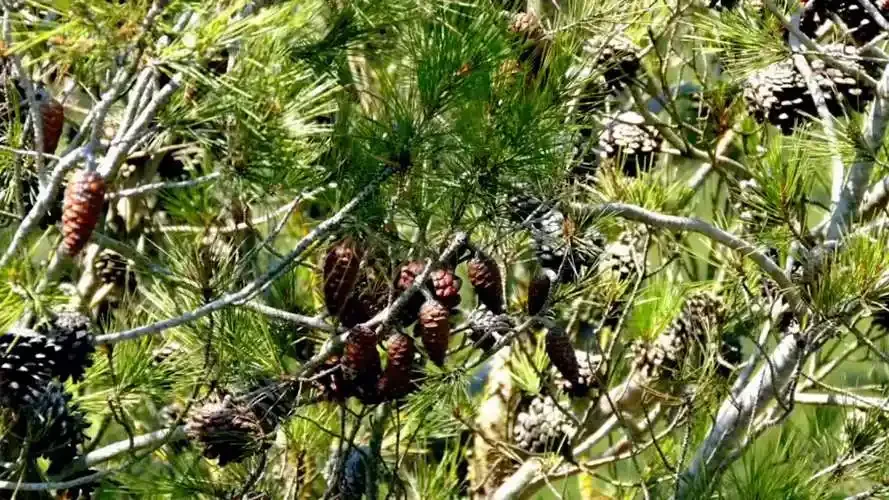 正在泡制的松针酒特写：透明玻璃瓶中翠绿的松针与红色枸杞、黄冰糖在酒液中清晰可见_1