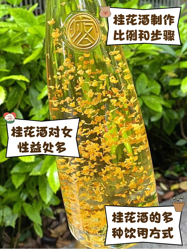 家庭自制桂花酒：透明玻璃罐中金黄色的桂花酒正在浸泡，旁边有新鲜桂花、冰糖等材料_1