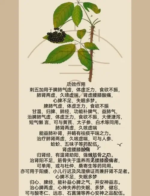 刺五加泡酒最佳配方展示图：透明玻璃罐中金黄酒液浸泡着刺五加根片与枸杞，旁边摆放着原材料与工具。_1