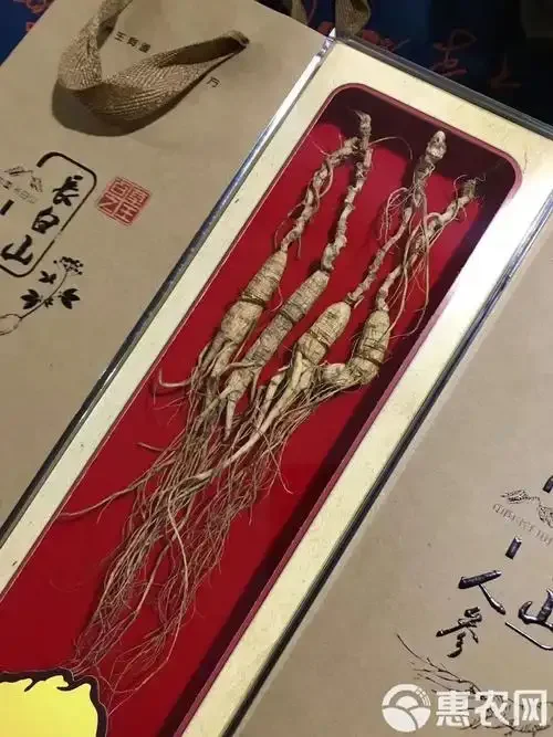 鲜参与干参泡酒对比实物图：两个玻璃瓶中分别浸泡着鲜人参和干人参，展示不同状态下的泡酒效果。_1