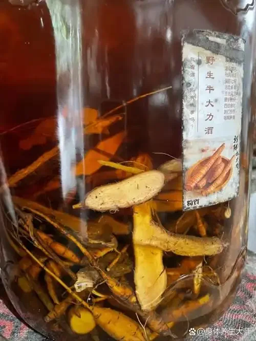 牛大力根泡酒制作过程展示：透明玻璃罐中金黄酒液浸泡着牛大力根片、红枣和枸杞，旁边摆放着原材料和工具。_1