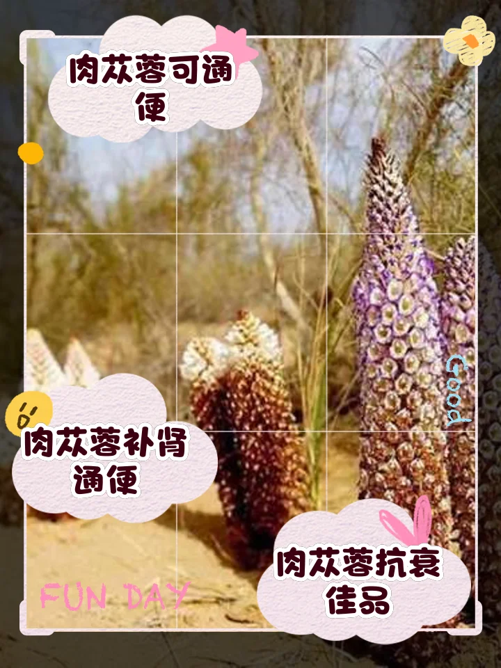 展示家庭自制风流果玛卡肉苁蓉泡酒的成品，玻璃罐中琥珀色酒液与清晰可见的药材切片特写_1